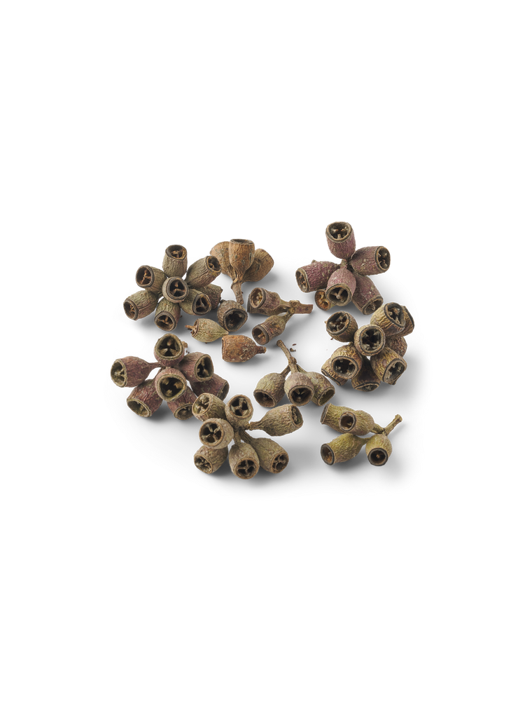 Gumnuts