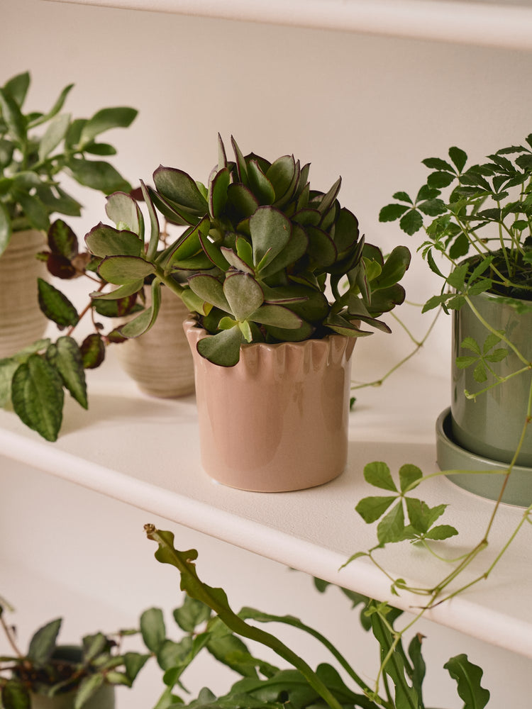 Flowerpot