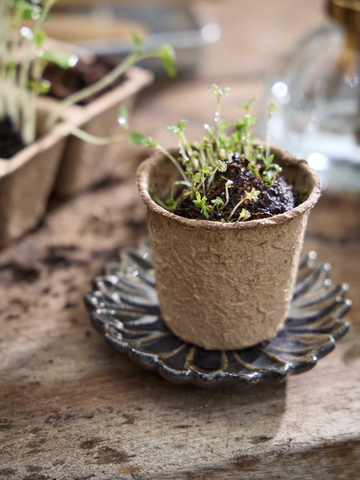 Seedling pots