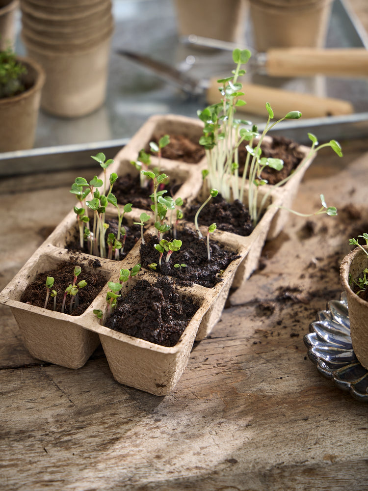 Seedling tray