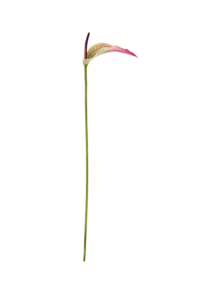 Artificial anthurium