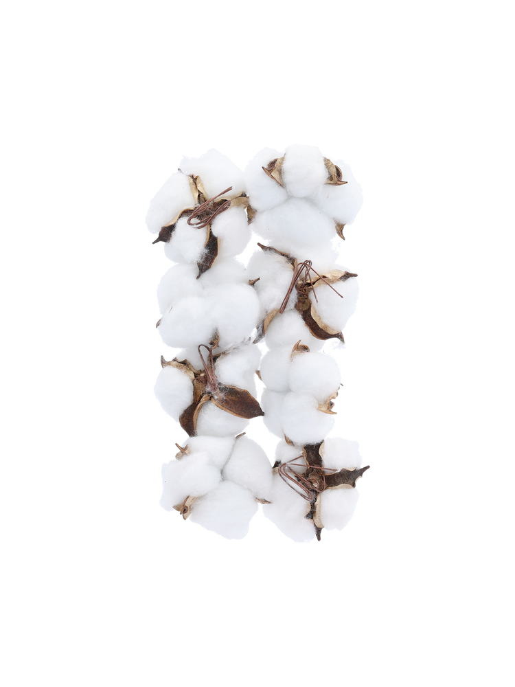 Cotton flowers