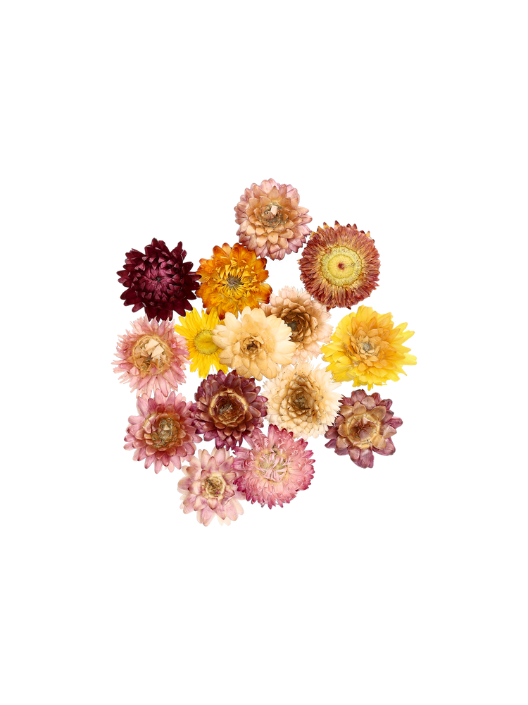 Dried flower heads