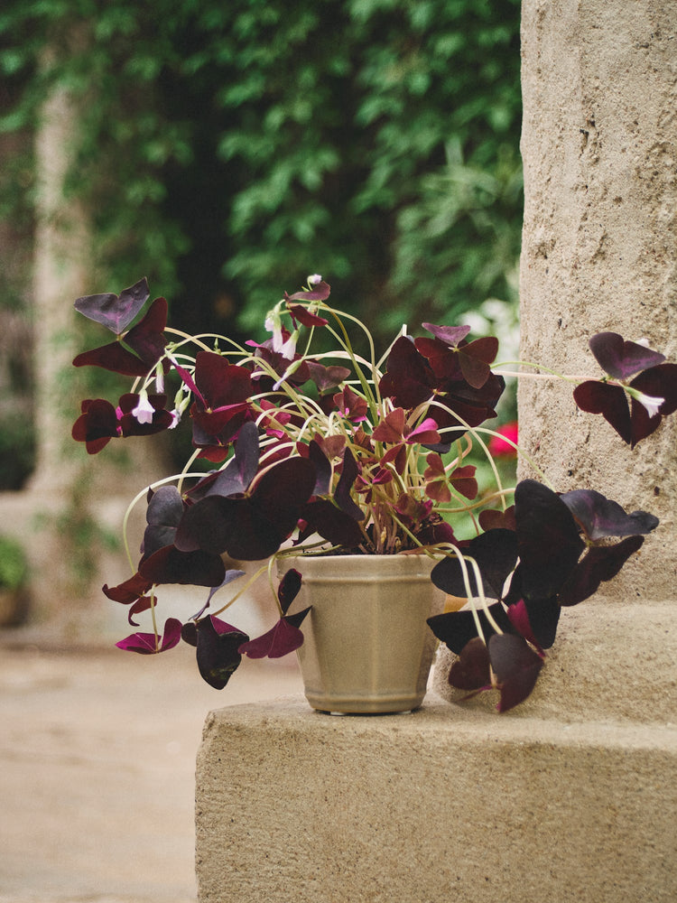 Flowerpot